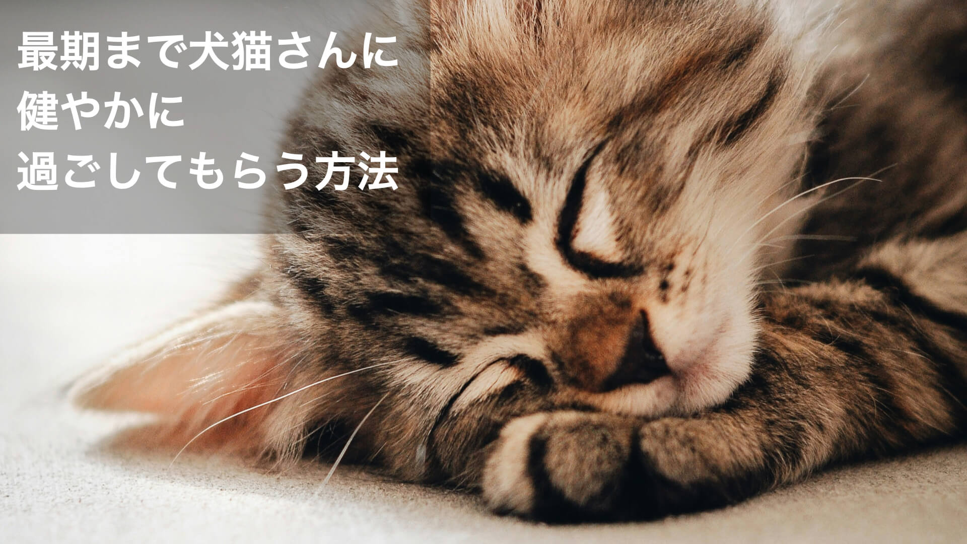 最期まで犬猫さんに健やかに過ごしてもらう方法